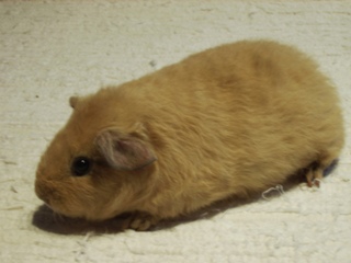 Adonik%20021.jpg