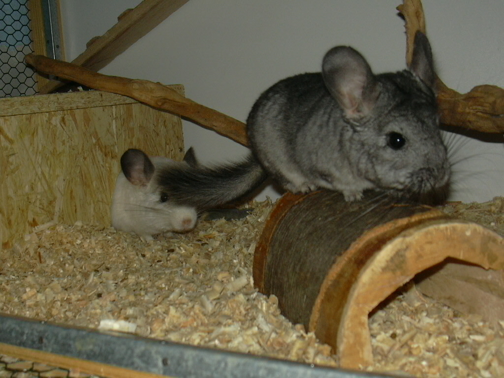 DSCN0528.jpg